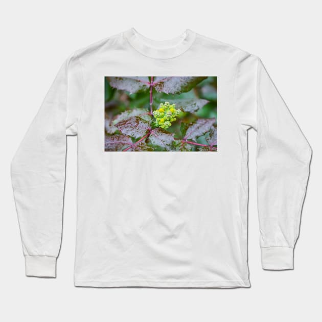 Oregon Grape of Yellow Flowers on Evergreen Shrub Long Sleeve T-Shirt by Anastasia-03